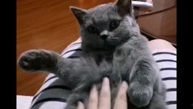 国产猫欺负蓝猫视频播放,蓝猫沦为“笑柄”？视频播放量爆表，网友热议  第1张