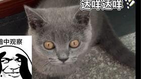 国产猫欺负蓝猫视频播放,蓝猫沦为“笑柄”？视频播放量爆表，网友热议  第3张