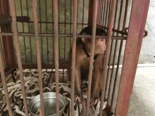 人与狗国产片一级视频