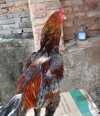 老鸡在线视频国产,老鸡在线视频，引领国产影视新潮流