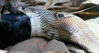 国产蛇一点不能养吗视频