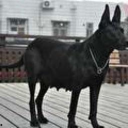 国产魔界黑狼视频大全,国产奇幻巨制视频大全精彩回顾