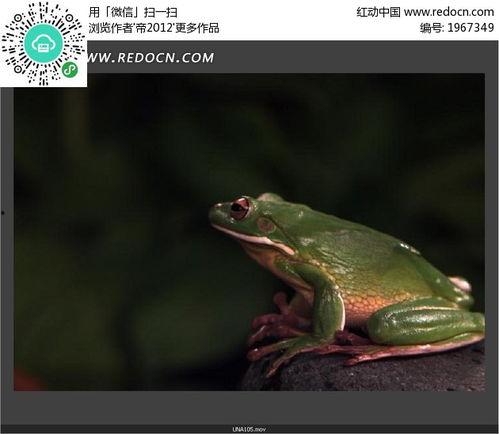 国产青蛙在线视频视频,萌动瞬间，捕捉自然之美