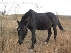 国产半血马最新视频,最新视频揭秘其独特魅力
