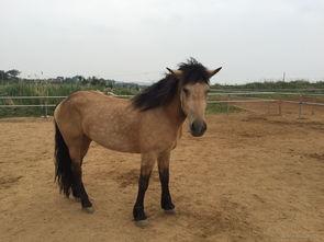 国产半血马最新视频,最新视频揭秘其独特魅力  第2张